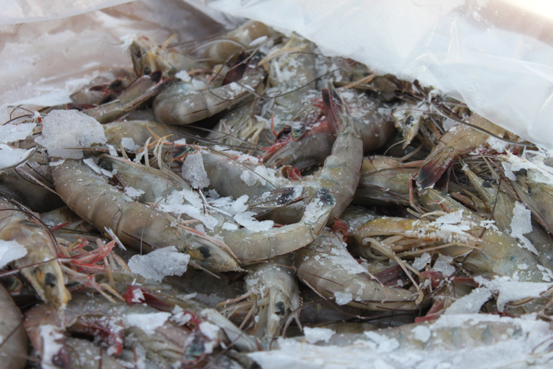 About Us Frozen Shrimp Suppliers, Frozen Shrimp Factory, Indonesia