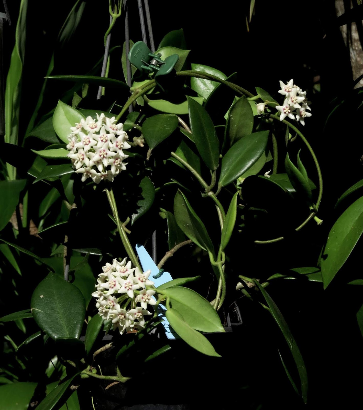 Hoya Grower Queensland Hoya Australis