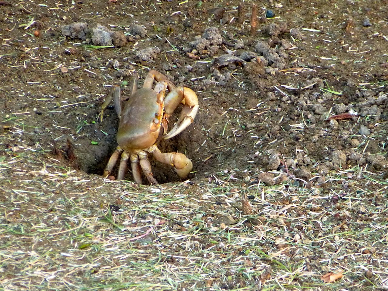 Island Woman's Culebra Free Range Friday Land Crabs, Baby!