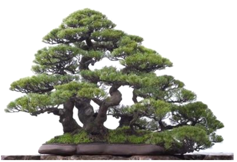 Tanaman Bonsai Cemara (Juinfer)
