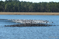 Coots wintering on the lake at Reed Bingham State Park in January, 2012. Coots