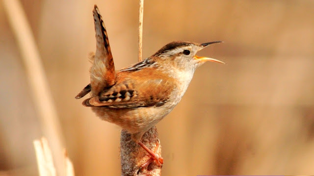 Marsh Wren Song