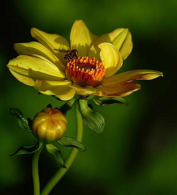 High Quality Flowers Collections HD Desktop Wallpaper Collections