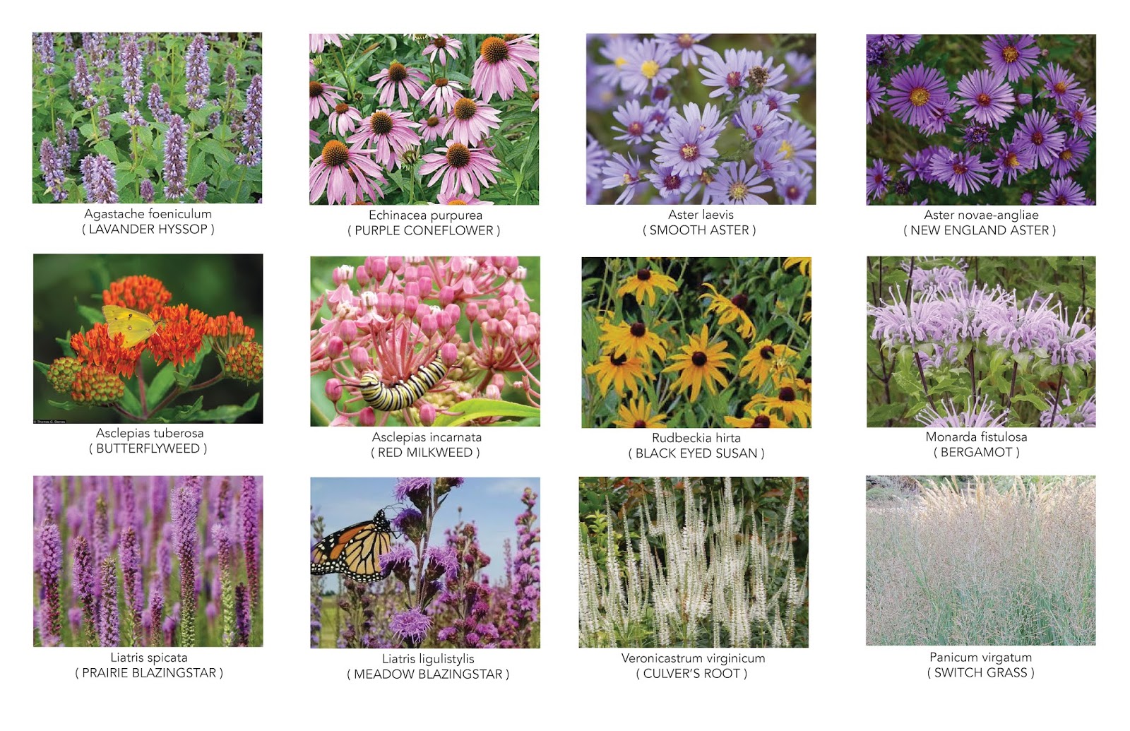 T H E R O S E B A N K D I A R I E S The Butterfly Friendly Garden