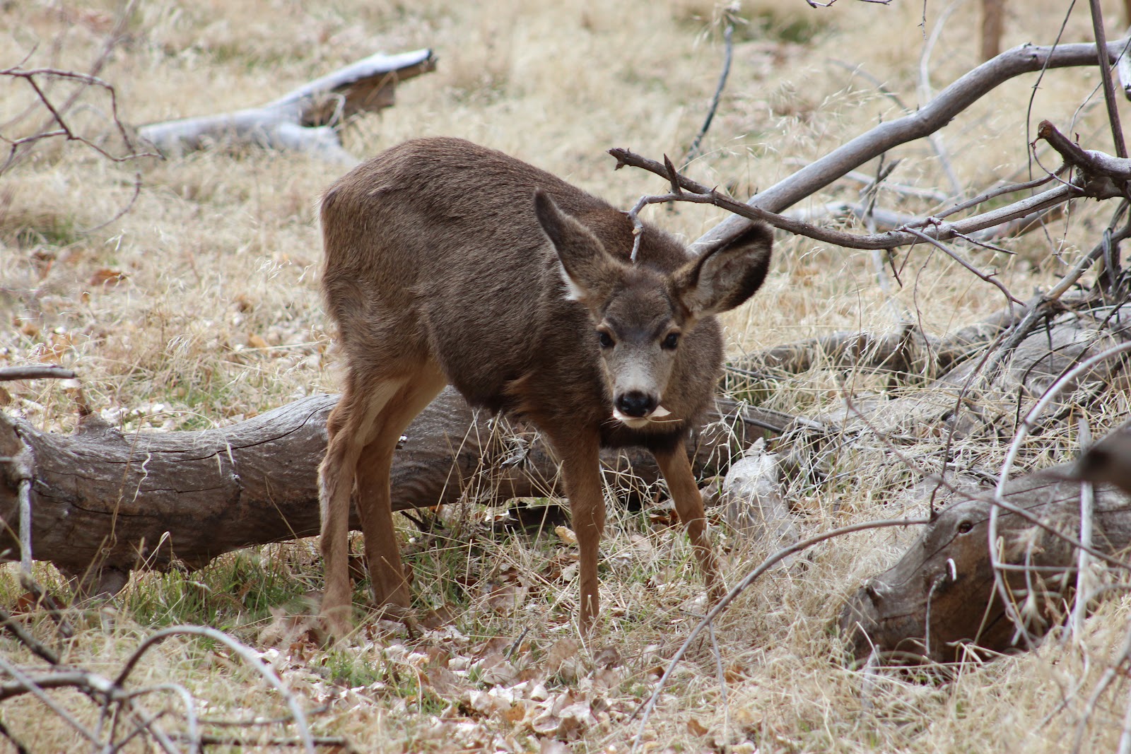 Jen's Updates Mule Deer in Southern Utah