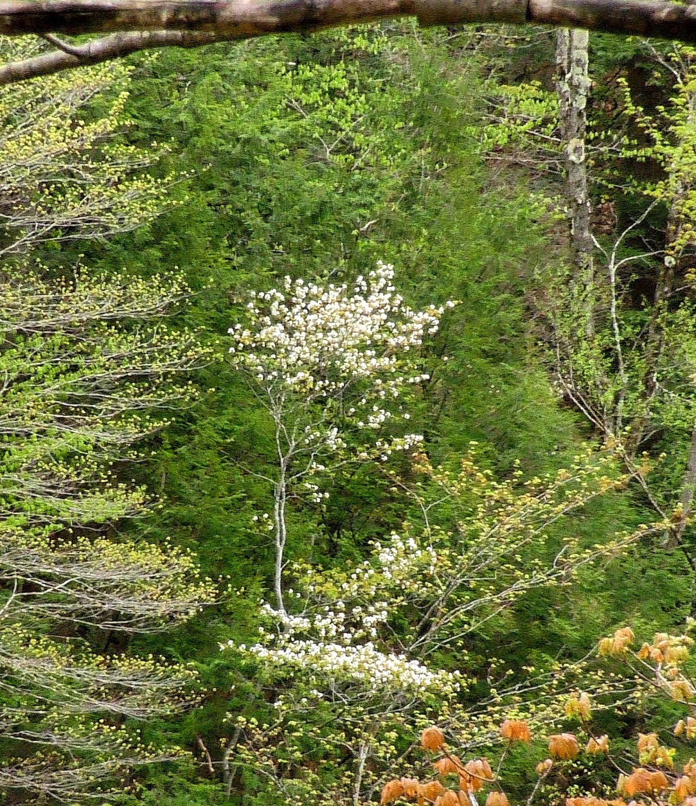 New England Forests Spring Trees Glowing in New England