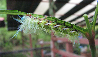 Green Hairy Caterpillar