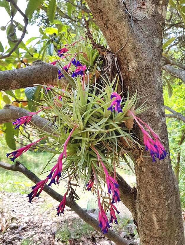 Sangrando en verde Tillandsia aeranthos, el clavel de aire