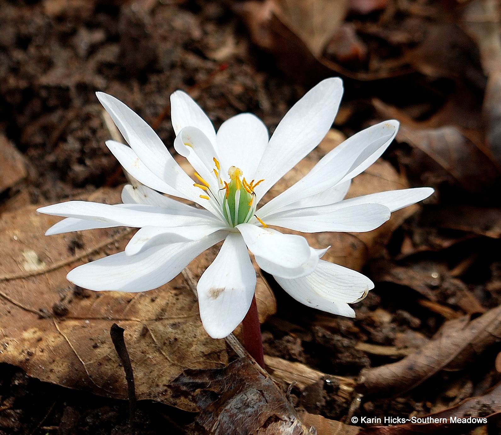 Southern Meadows bloodroot