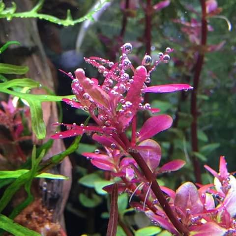 Cây thủy sinh vẩy ốc siêu đỏ - Rotala Colorata