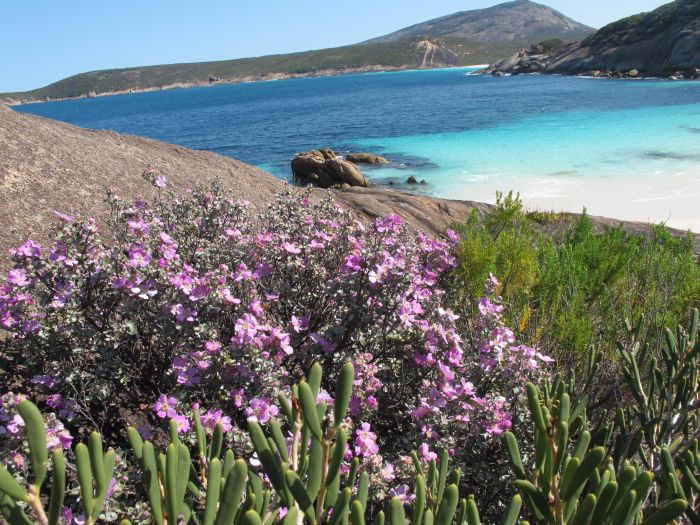 Esperance Wildflowers: Leptospermum sericeum - Silver Tea Tree