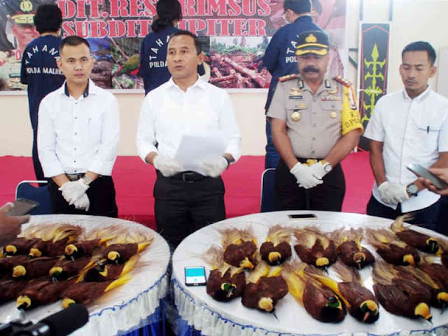 Polres Kepulauan Aru Ringkus Pelaku Penyeludup Puluhan Cenderawasih Polres Kepulauan Aru Ringkus Pelaku Penyeludup Puluhan Cenderawasih