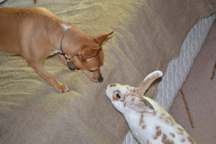 Layla Lou our rescued bunny kissing noses with Chewy our rescued Chihuahua.