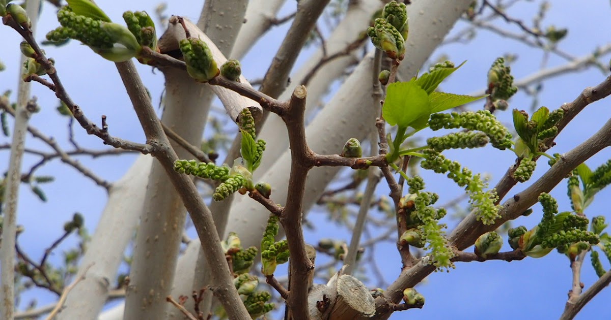 Xtremehorticulture of the Desert Mulberry Allergies and Its Elimination