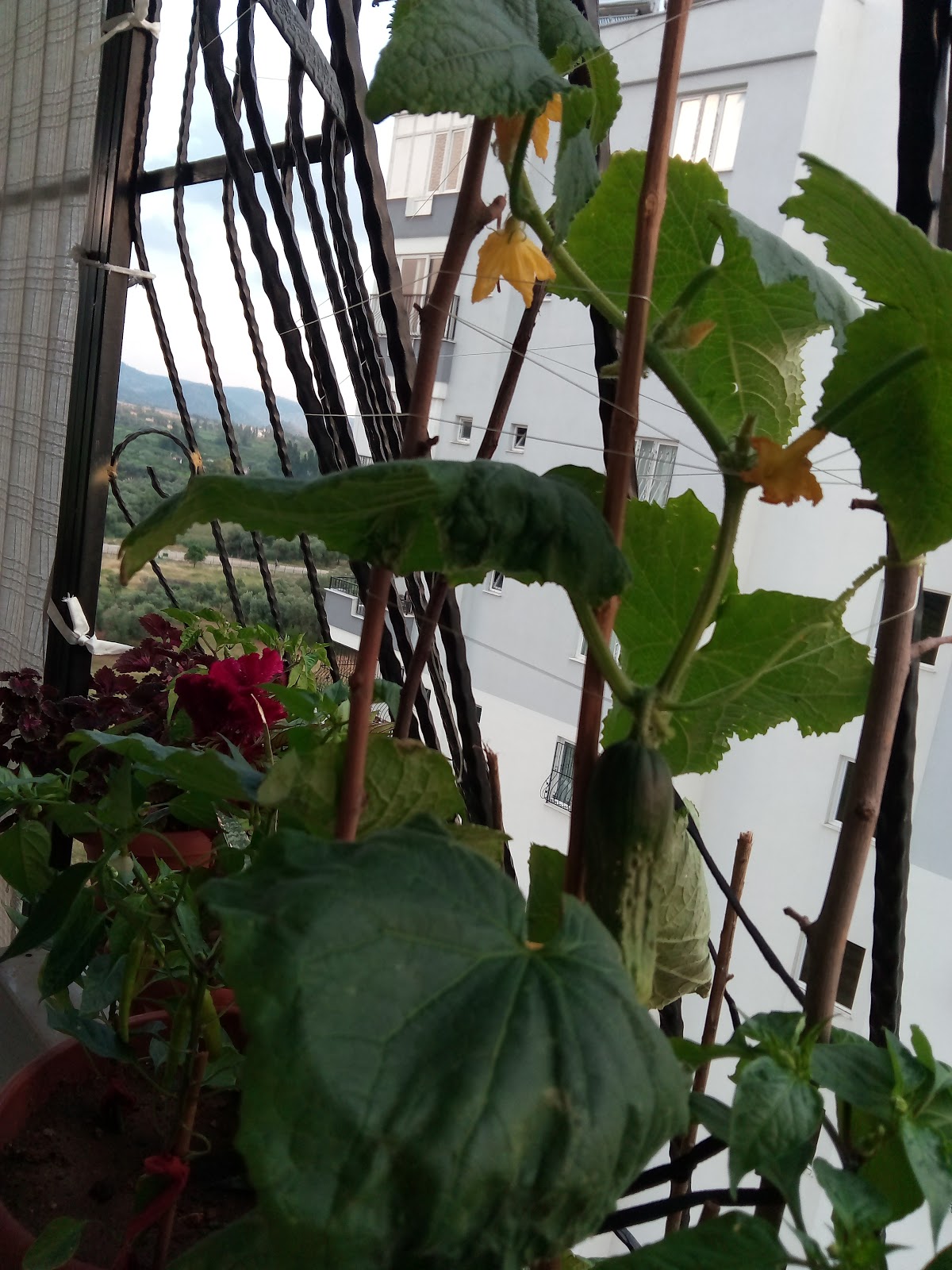 Balkon Bostanı Bölüm 1 Balkon Bostanı Bölüm 1