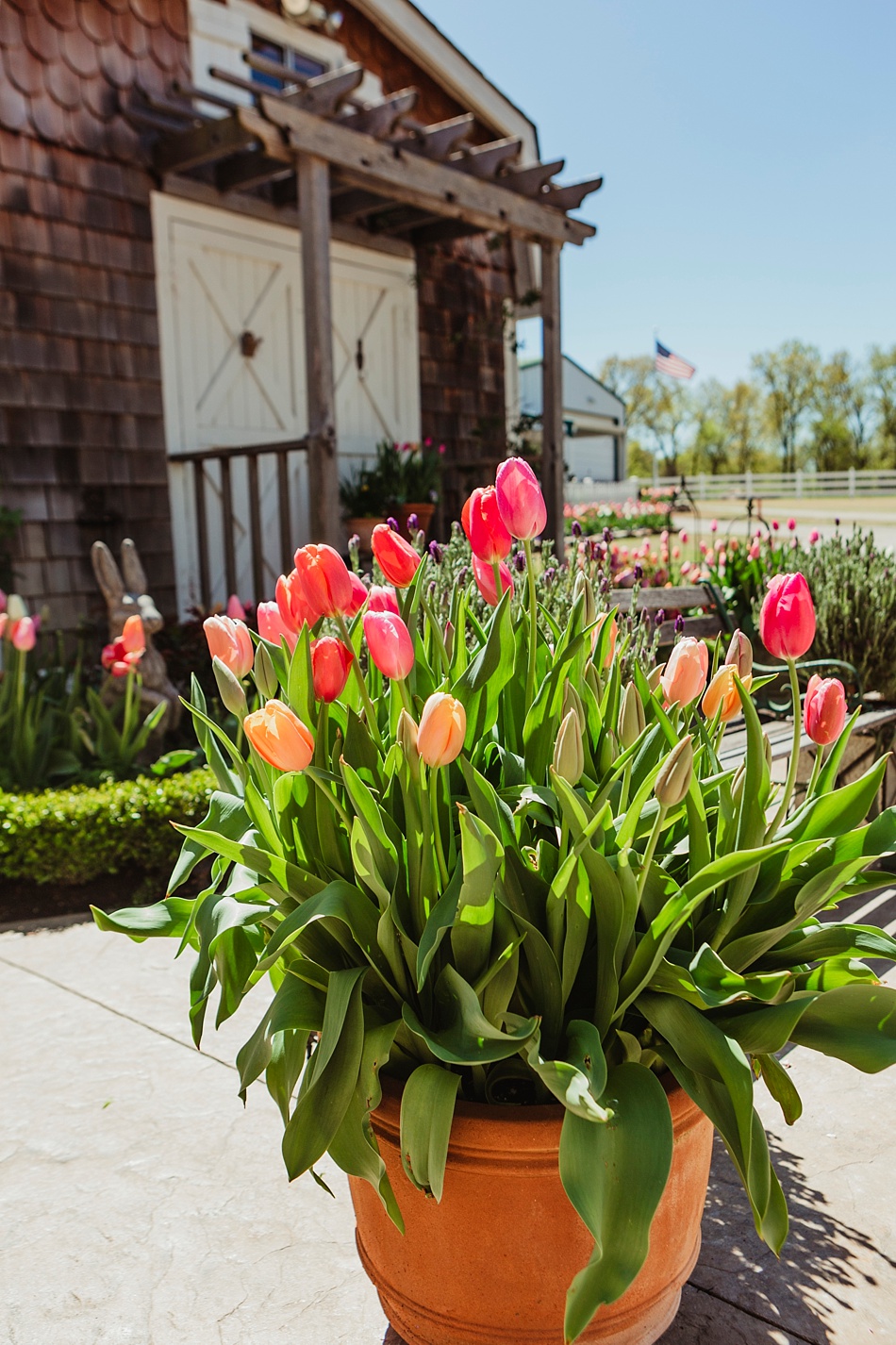 Colorblend tulips spring at Oak Grove Garden Coweta OK Teresa Dawkins