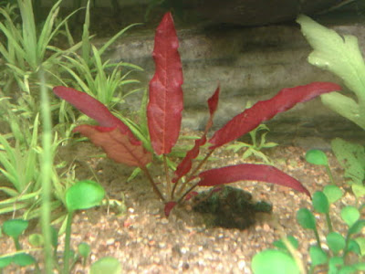 Barclaya Longifolia Barclaya Longifolia