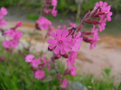 Silene dioica – Red Campion (#52)