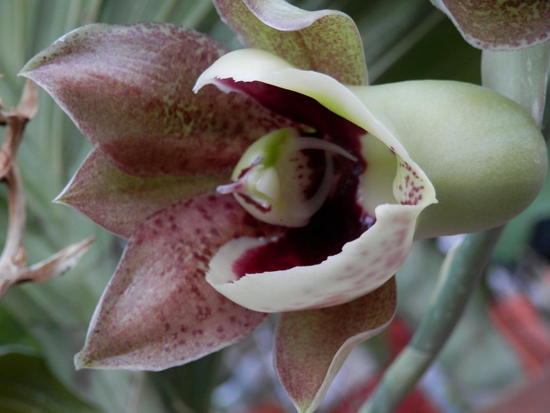 catasetumian hermaphrodite flowers