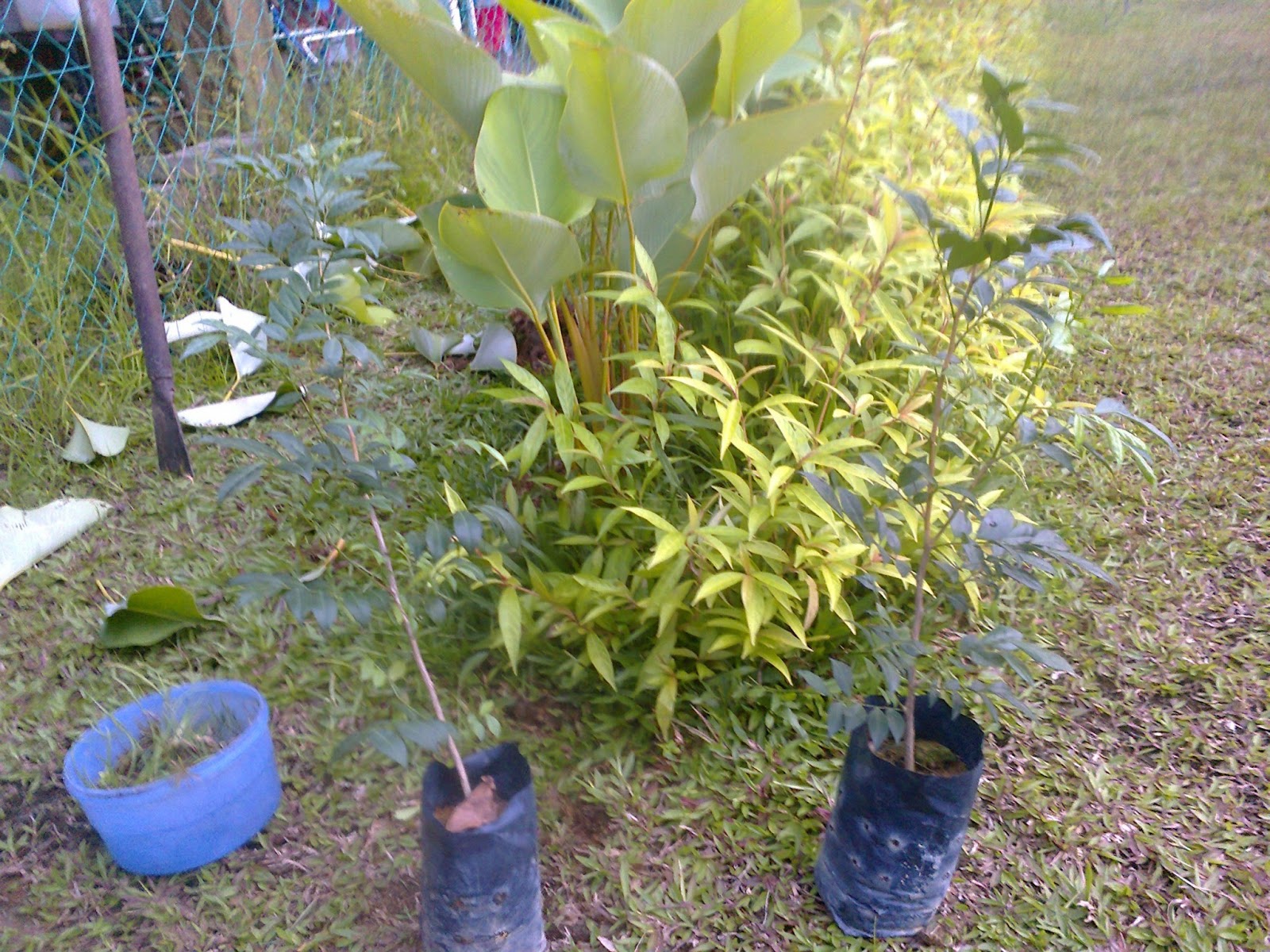 Ini sebuah kisah cinta, dari sekeping hati...: Pokok Kemuning (Murraya ...