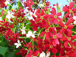 Quisqualis Indica Tanaman Hias Merambat, Mahal dan Minimalis