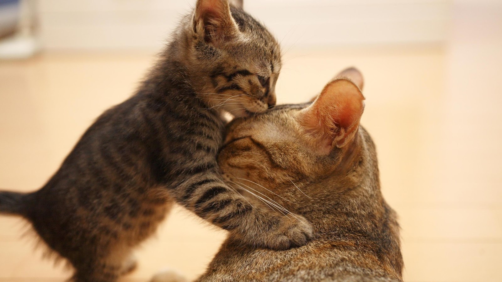 Cat kissing High Quality Images
