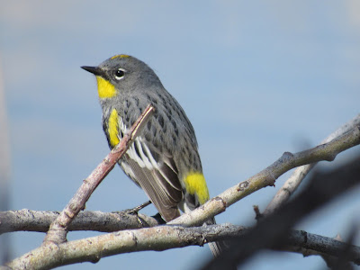 yellow-rumped warbler