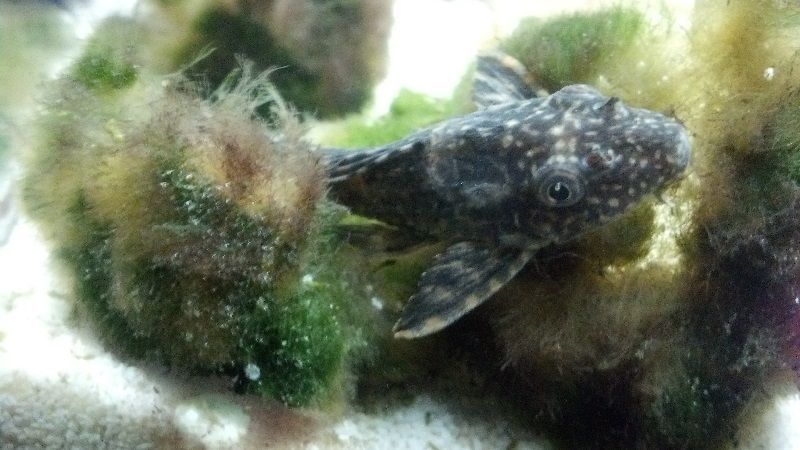 Ciri-Ciri Ikan Sakit atau Stress Ciri-Ciri Ikan Sakit Terdapat Bercak Putih