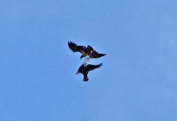 flying bird bald upside down philly nerd eagles