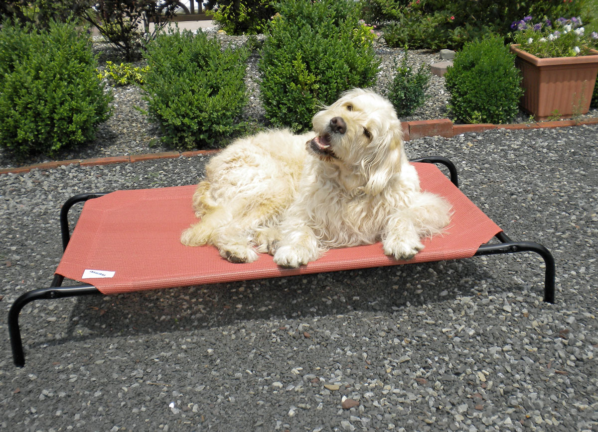 Bocker's Favorite Things Coolaroo Dog Bed