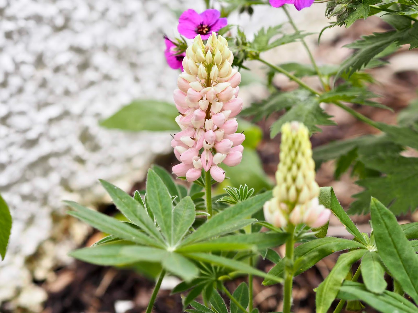 My beginners guide to gardening