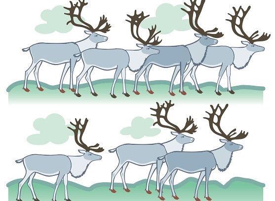 Занятие олени. Северный олень для дошкольников. Рисование Северный олень. Северный олень зарисовка. Задания для дошкольников животные Сеера.