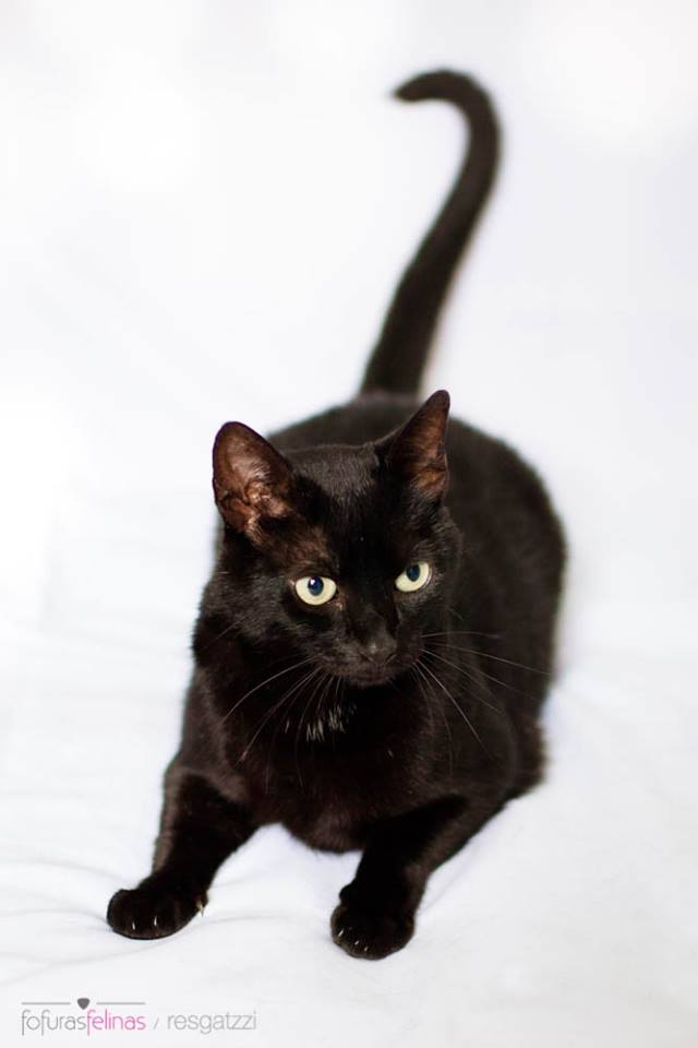 Que fazer a um gatinho de vermes