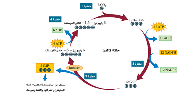 تلخيص بناء ضوئي أحياء صف عاشر فصل أول تلخيص بناء ضوئي أحياء صف عاشر فصل أول