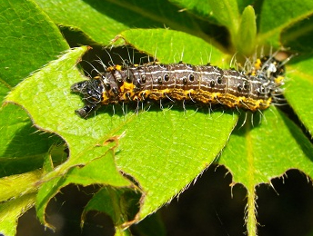 hairy caterpillar 、毛虫