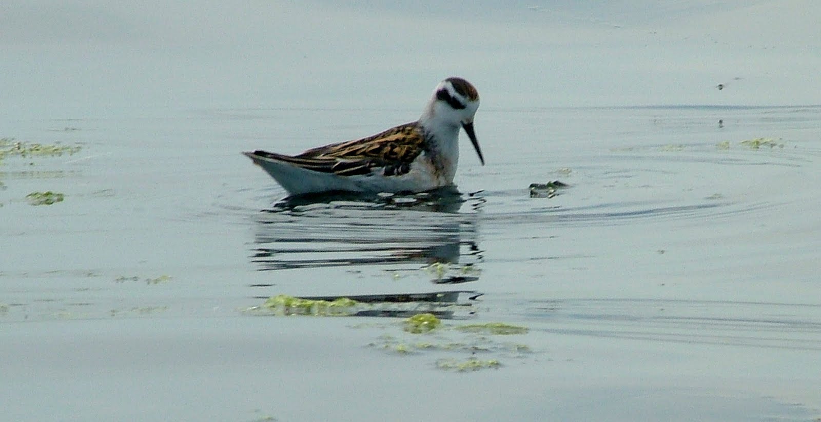 Buzz's Marine Life of Puget Sound A Few Puget Sound Birds