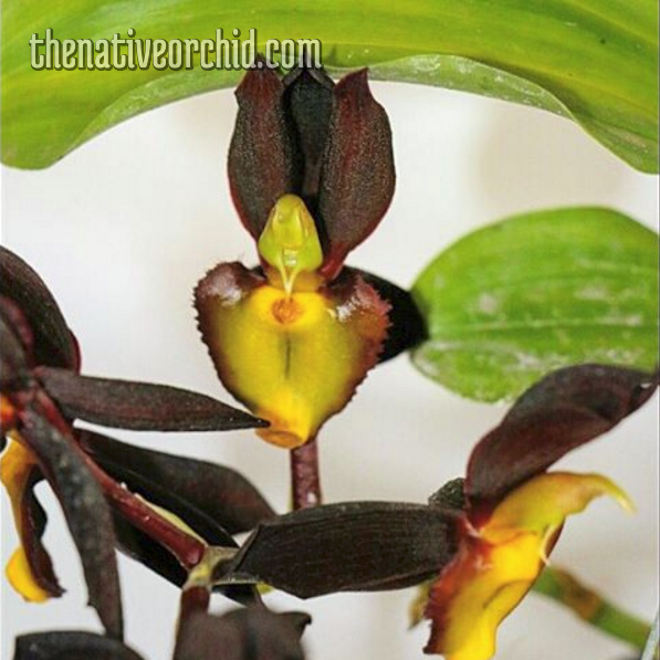 The Native Orchid: semi-hidroponia