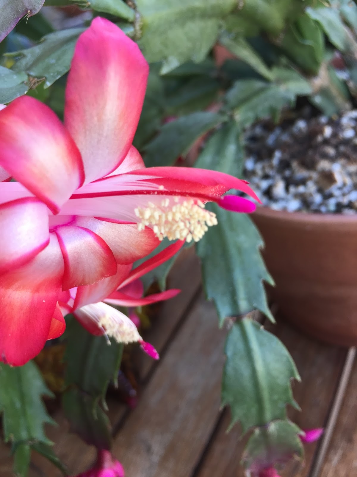 The Succulents and Pottery Compulsion Should be Martin Luther King Jr