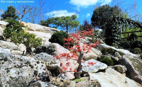 Montañas de bonsáis en el Bosque Encantado