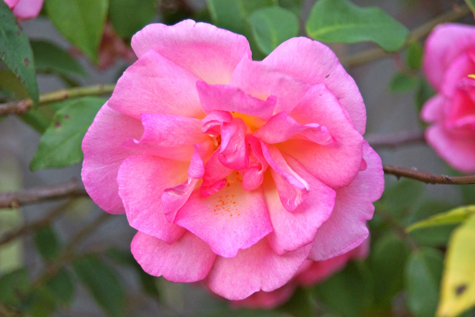 THE FRENCH HUTCH PETALS FROM THE PAST