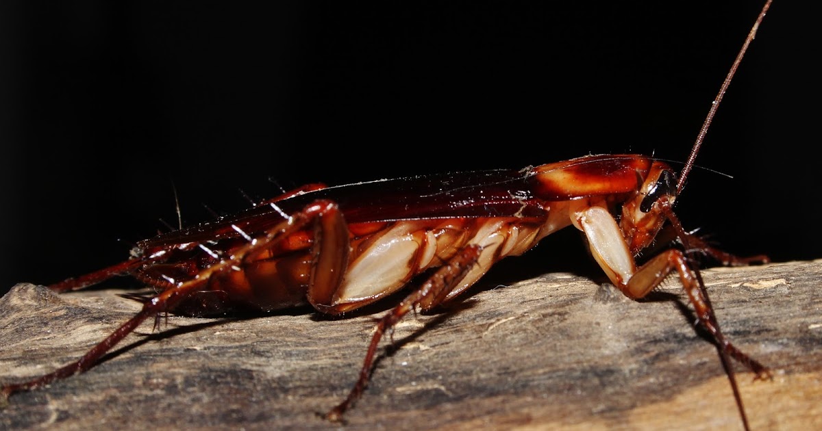 American cockroach - Periplaneta americana (Linnaeus, 1758) .