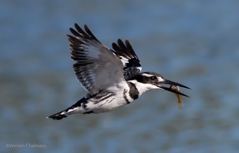 Birds in Flight Photography: Background Blur Considerations