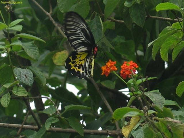 Southern Birdwing Butterfly (State Butterfly of Karnataka) 