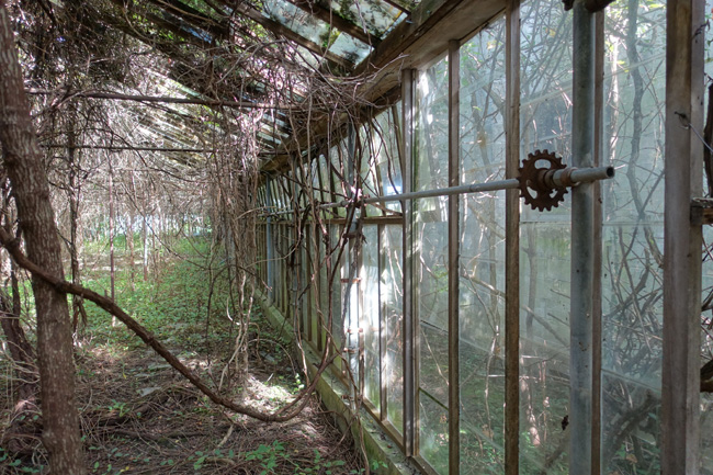 Nature reclaims abandoned Otto's Greenhouse in Huron, Ohio