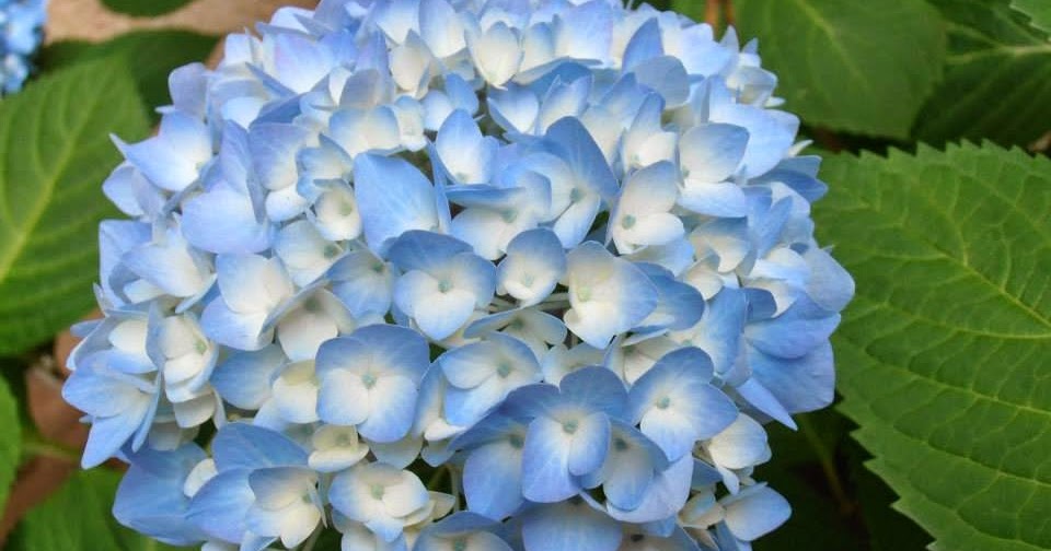 El jardín de la alegría : Qué hacer para que las hortensias sean azules  (Hydrangea macrophylla)
