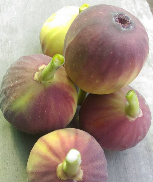 Manfaat Buah Tin Ara Si “Buah Yang Diberkati ALLAH SWT” Manfaat Buah Tin