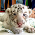 Niños meridanos bautizan a los tigres blancos del Centenario