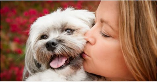 só quem tem shih tzu vai entender