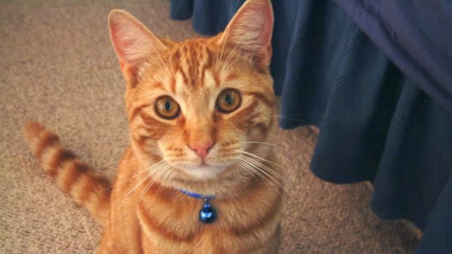 por que no debemos colocarle un cascabel a nuestros gatos.. El Libro Gordo de la Vida, consejos de gatos para gatos, salud, humor, actualidad, lupus, datos curiosos. EL LIBRO GORDO DE LA VIDA por que no debemos colocarle un cascabel a nuestros gatos.. El Libro Gordo de la Vida, consejos de gatos para gatos, salud, humor, actualidad, lupus, datos curiosos. EL LIBRO GORDO DE LA VIDA