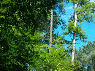 Dresdner Heide